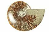 Polished Ammonite (Cleoniceras) Fossil - Madagascar #266276-1